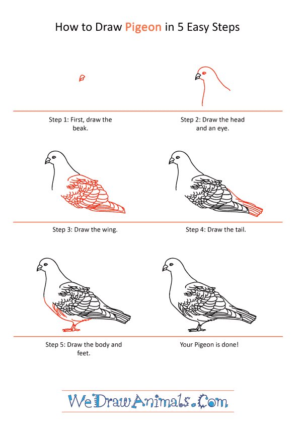 How to Draw a Realistic Pigeon - Step-by-Step Tutorial