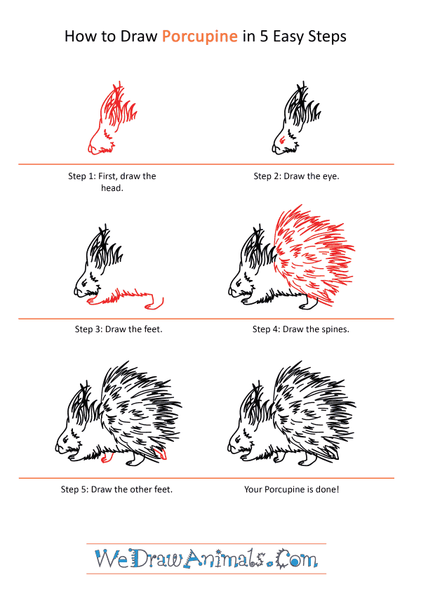 How to Draw a Realistic Porcupine - Step-by-Step Tutorial