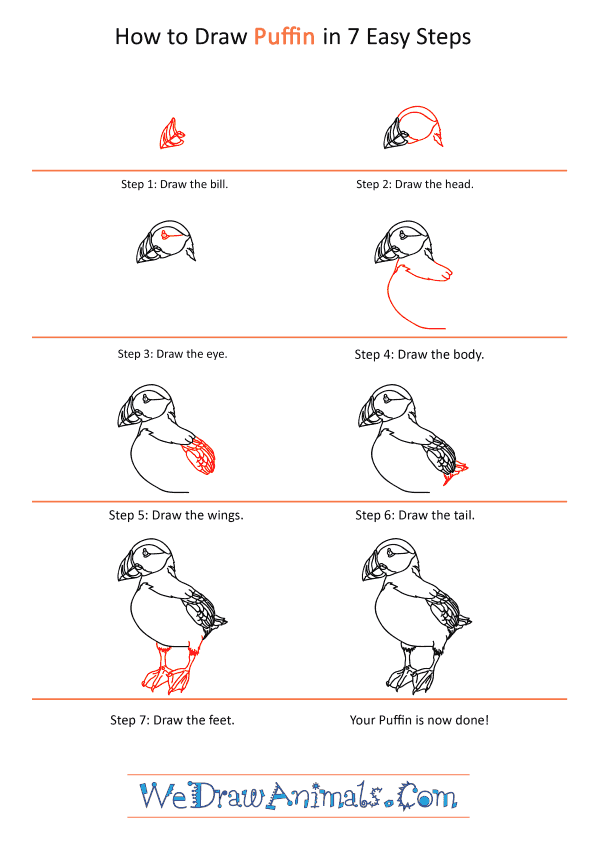 How to Draw a Realistic Puffin - Step-by-Step Tutorial