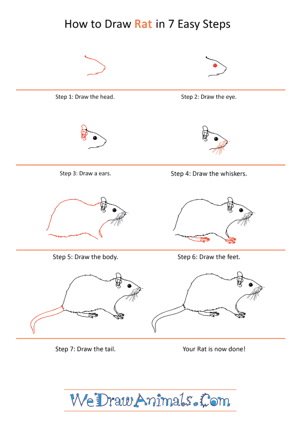 How to Draw a Realistic Rat - Step-by-Step Tutorial