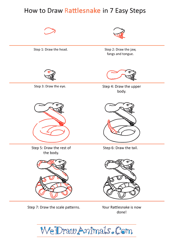 How to Draw a Realistic Rattlesnake - Step-by-Step Tutorial