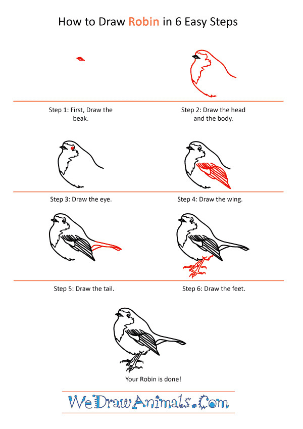 How to Draw a Realistic Robin - Step-by-Step Tutorial