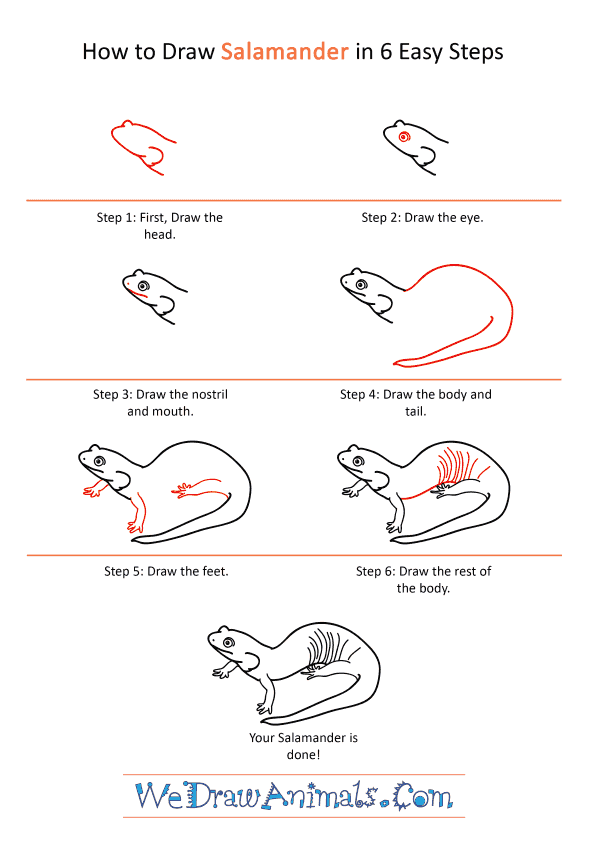How to Draw a Realistic Salamander - Step-by-Step Tutorial