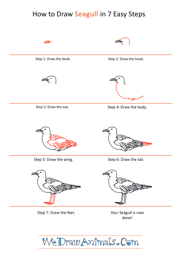 How to Draw a Realistic Seagull - Step-by-Step Tutorial