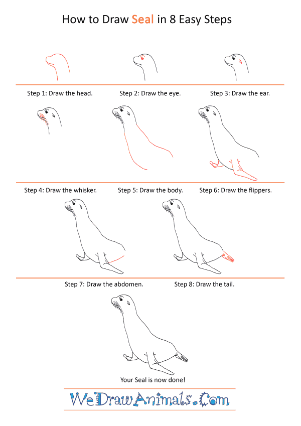 How to Draw a Realistic Seal - Step-by-Step Tutorial