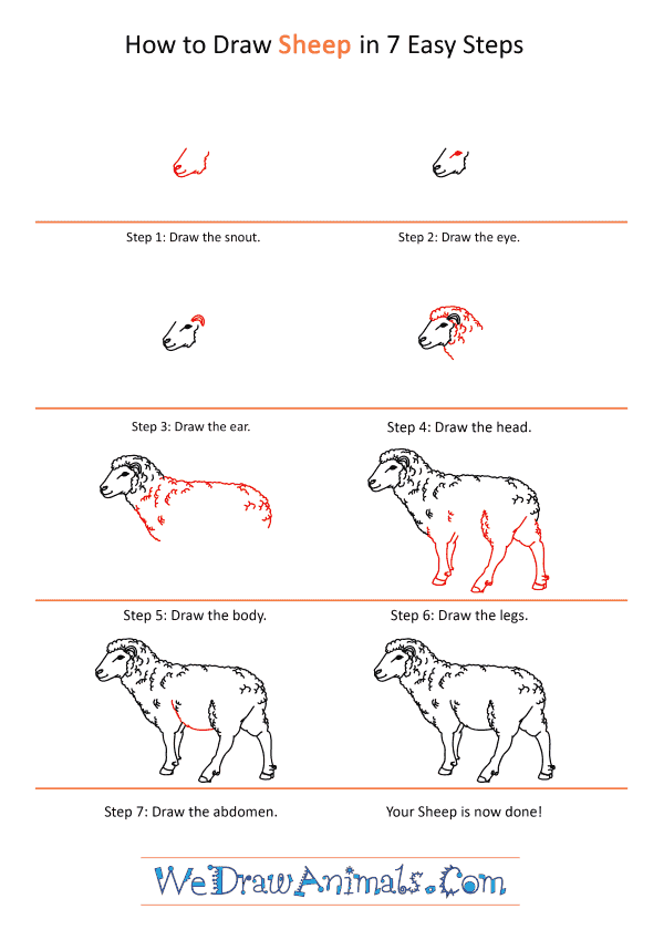 How to Draw a Realistic Sheep - Step-by-Step Tutorial