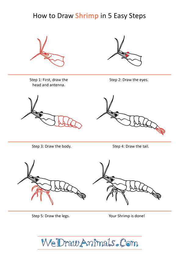 How to Draw a Realistic Shrimp - Step-by-Step Tutorial
