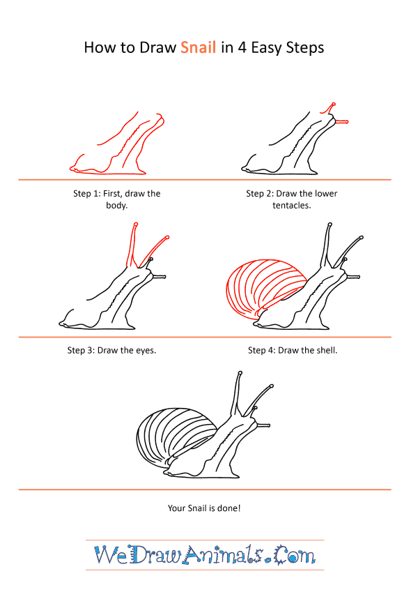 How to Draw a Realistic Snail - Step-by-Step Tutorial