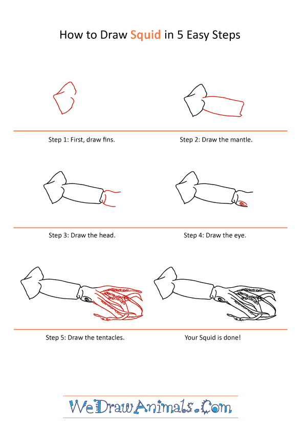 How to Draw a Realistic Squid - Step-by-Step Tutorial