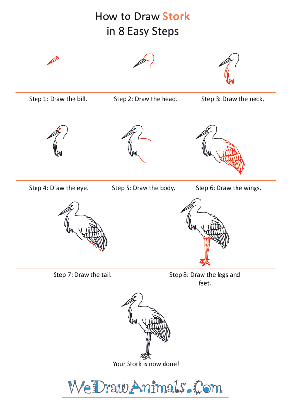 How to Draw a Realistic Stork - Step-by-Step Tutorial