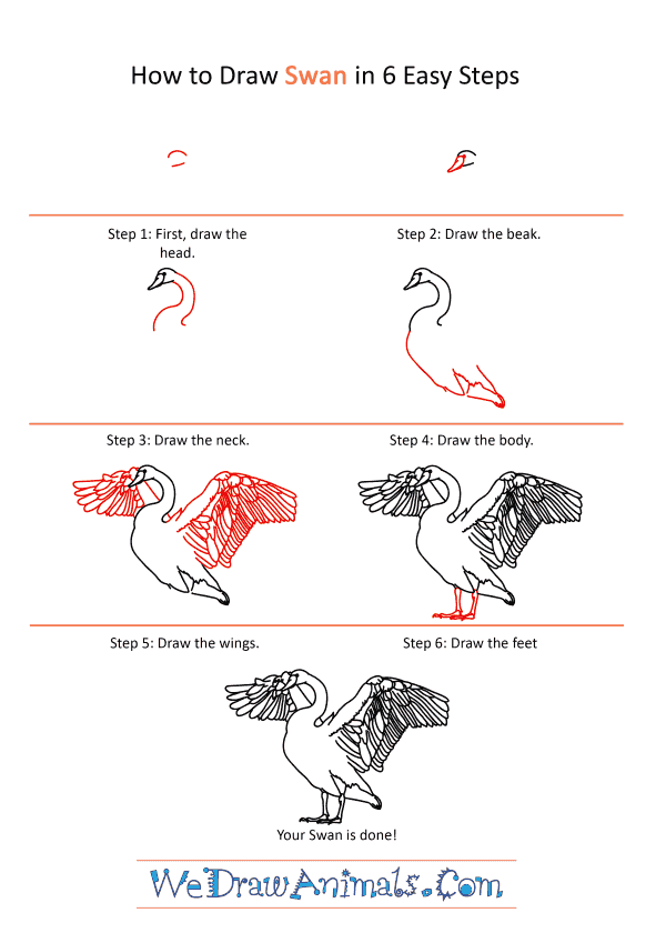 How to Draw a Realistic Swan - Step-by-Step Tutorial