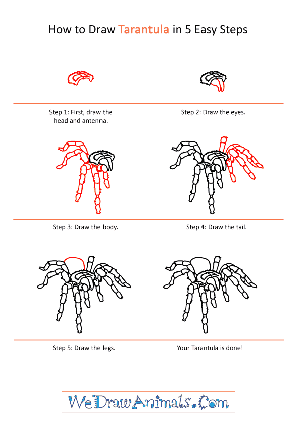 How to Draw a Realistic Tarantula - Step-by-Step Tutorial