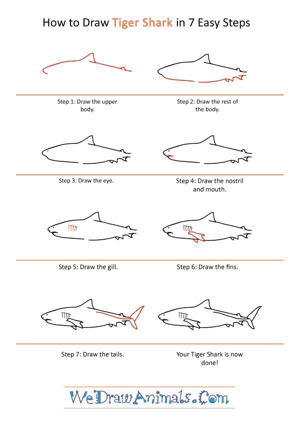 How to Draw a Realistic Tiger Shark - Step-by-Step Tutorial