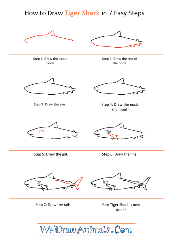 How to Draw a Realistic Tiger Shark