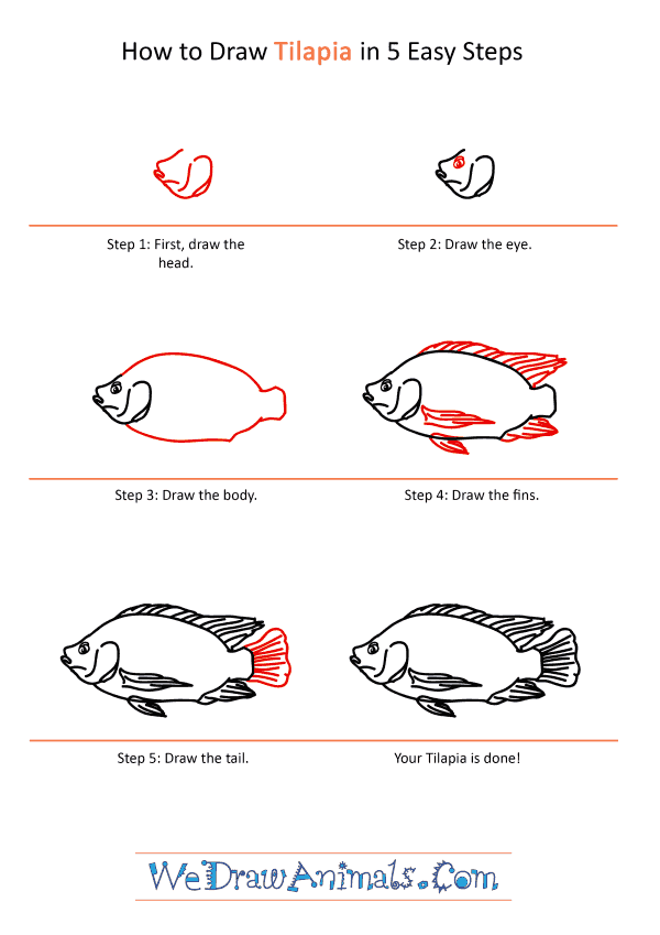 How to Draw a Realistic Tilapia - Step-by-Step Tutorial