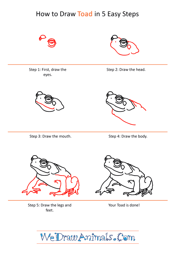 How to Draw a Realistic Toad - Step-by-Step Tutorial