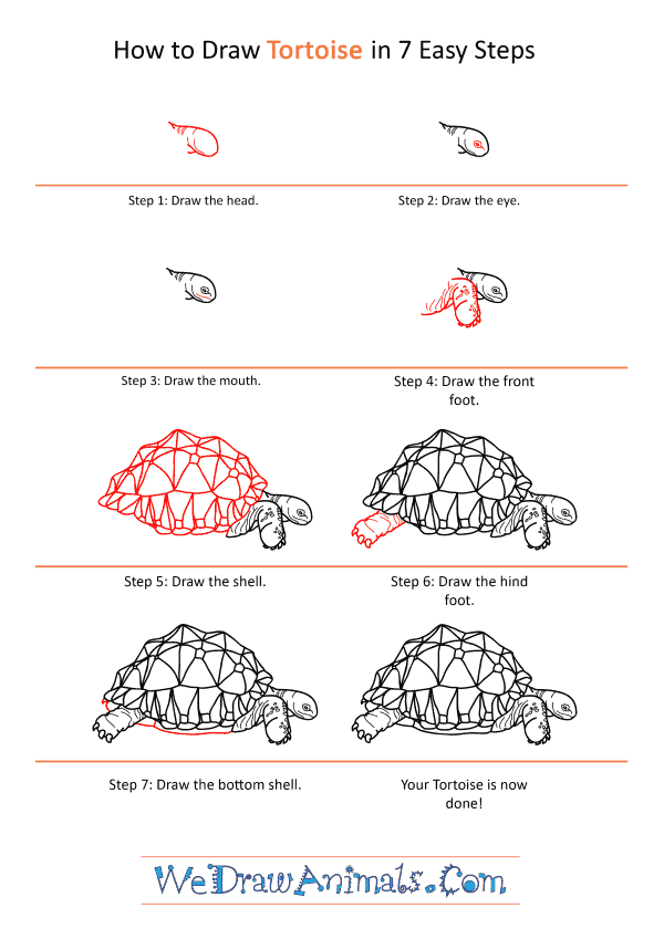 How to Draw a Realistic Tortoise - Step-by-Step Tutorial