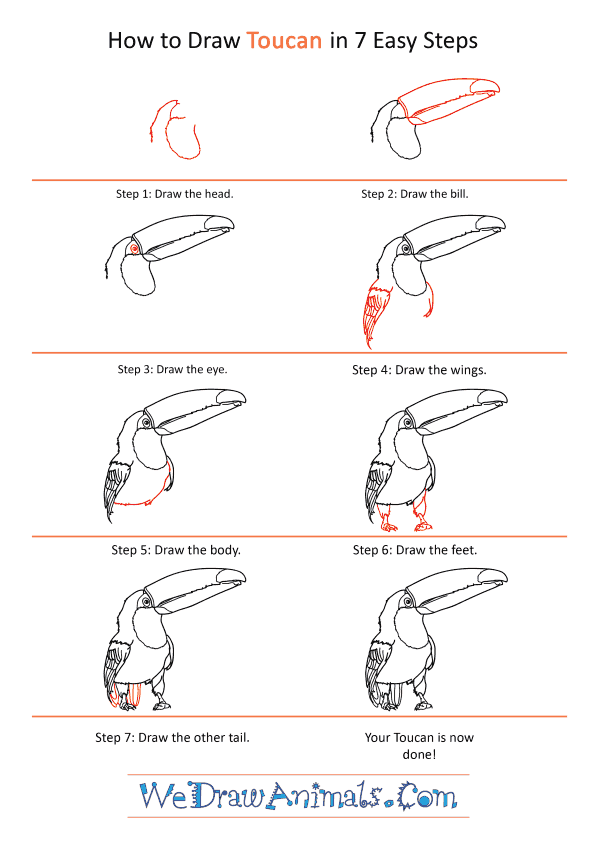 How to Draw a Realistic Toucan - Step-by-Step Tutorial