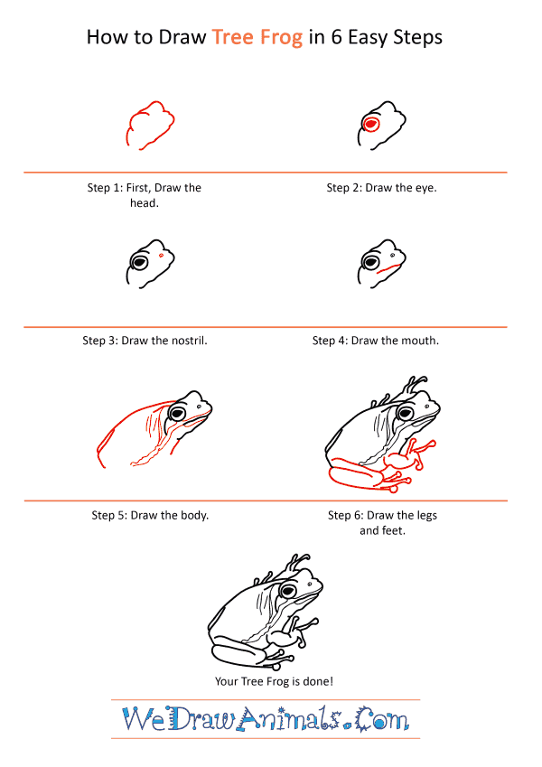 How to Draw a Realistic Tree Frog - Step-by-Step Tutorial