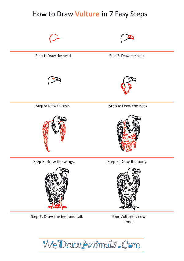 How to Draw a Realistic Vulture - Step-by-Step Tutorial