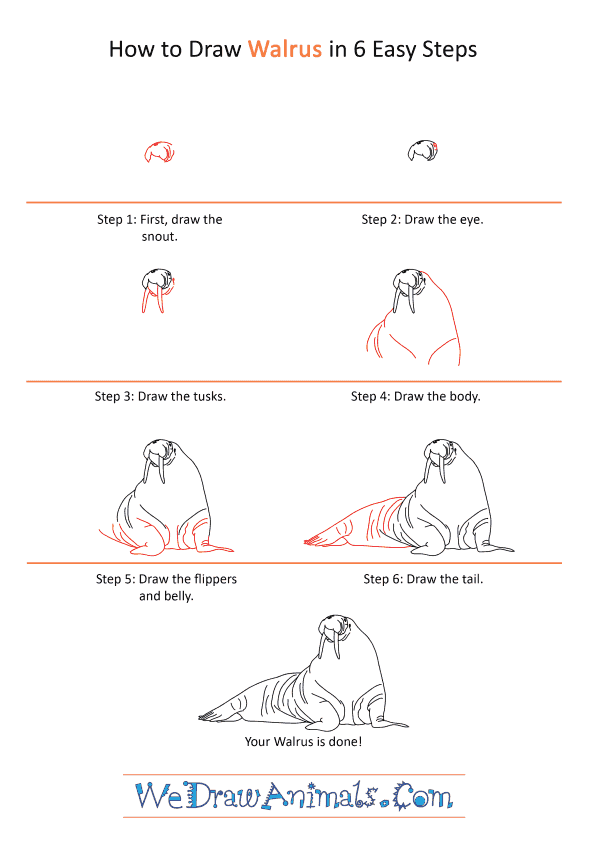 How to Draw a Realistic Walrus - Step-by-Step Tutorial