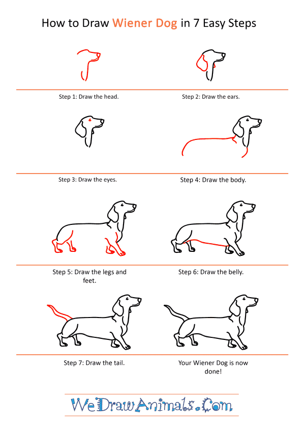 How to Draw a Realistic Wiener Dog - Step-by-Step Tutorial