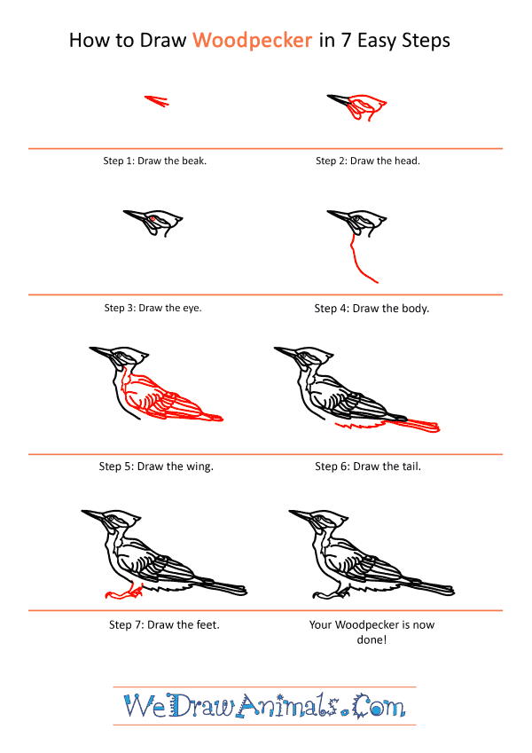 How to Draw a Realistic Woodpecker - Step-by-Step Tutorial