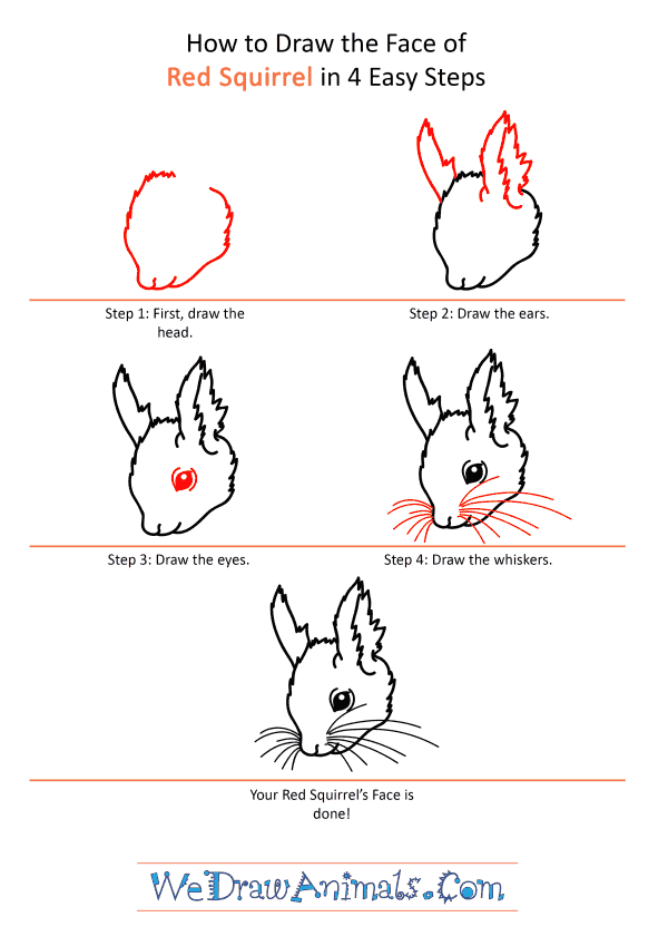 How to Draw a Red Squirrel Face - Step-by-Step Tutorial