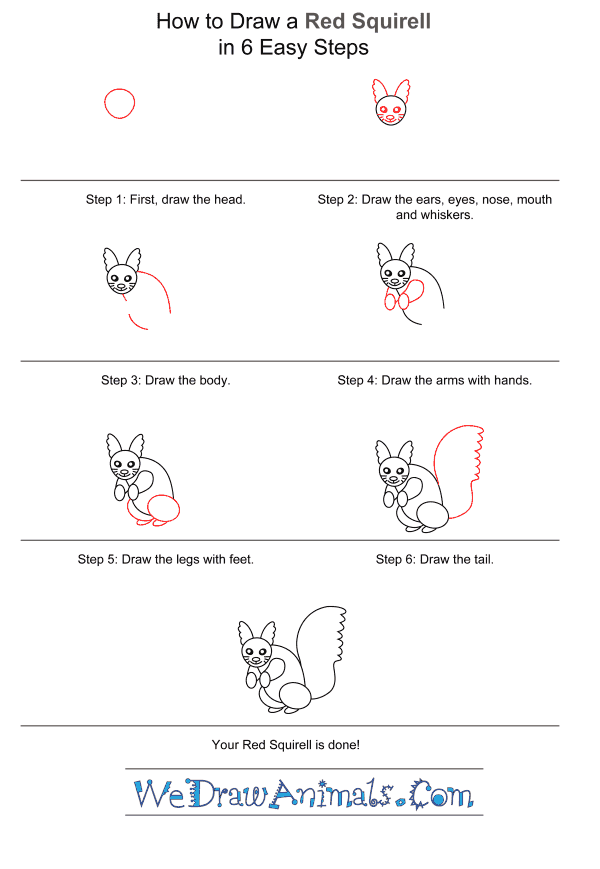 How to Draw a Red Squirrel for Kids - Step-by-Step Tutorial