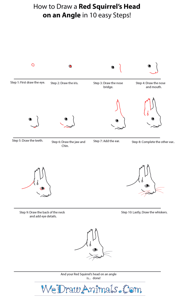 How to Draw a Red Squirrel Head - Step-by-Step Tutorial