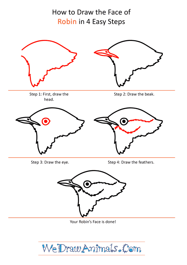 How to Draw a Robin Face - Step-by-Step Tutorial