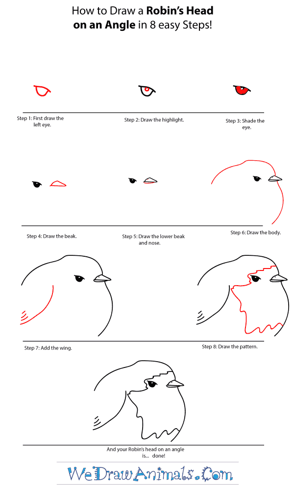 How to Draw a Robin Head - Step-by-Step Tutorial