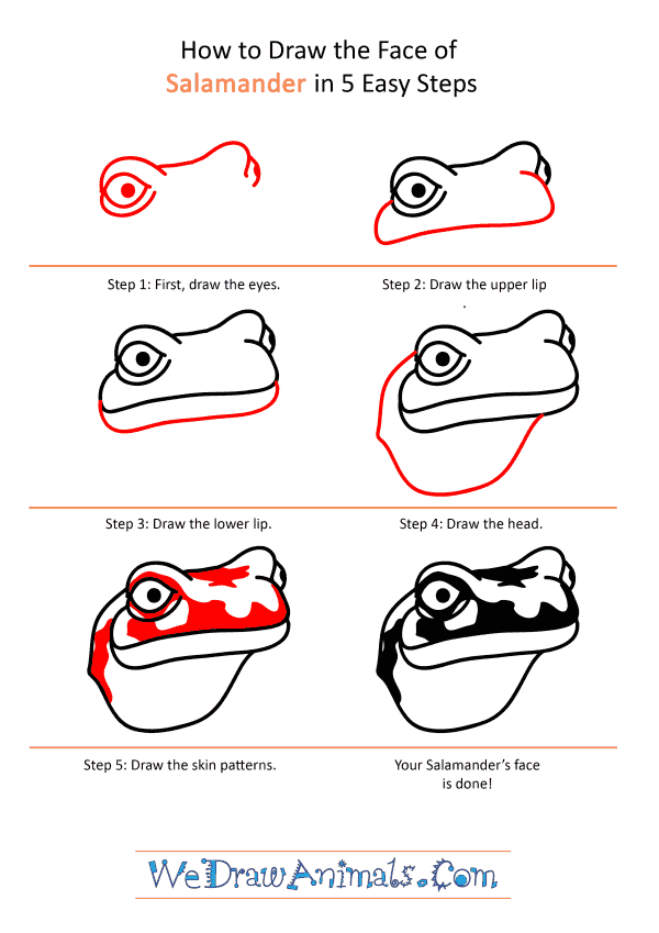 How to Draw a Salamander Face - Step-by-Step Tutorial