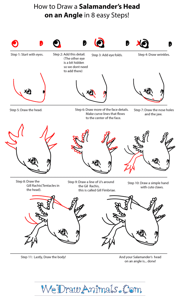 How to Draw a Salamander Head - Step-by-Step Tutorial