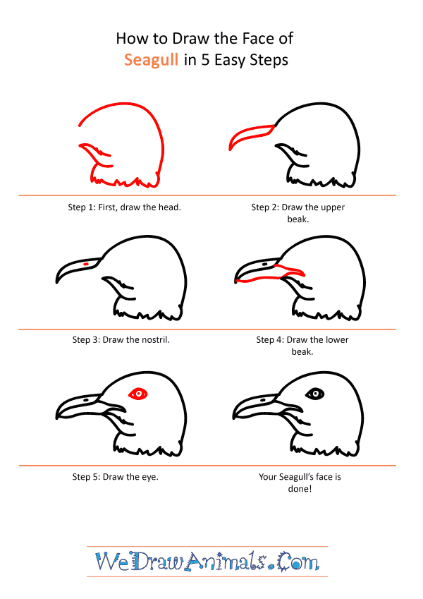 How to Draw a Seagull Face - Step-by-Step Tutorial