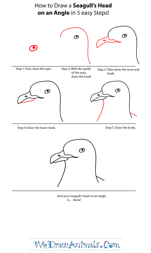 How to Draw a Seagull Head - Step-by-Step Tutorial