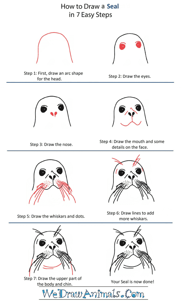 How to Draw a Seal Head - Step-by-Step Tutorial