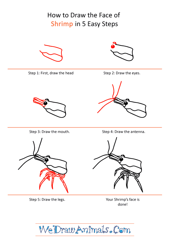 How to Draw a Shrimp Face - Step-by-Step Tutorial