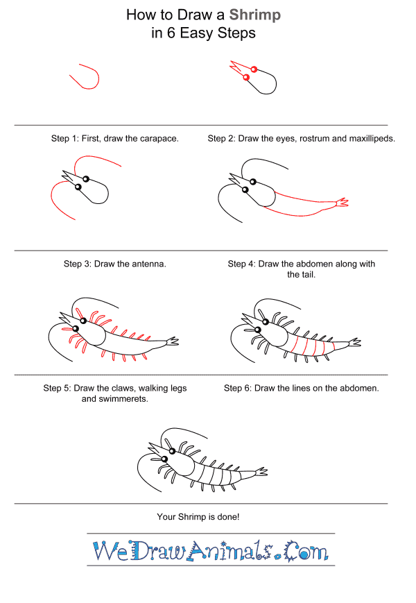 How to Draw a Shrimp for Kids - Step-by-Step Tutorial