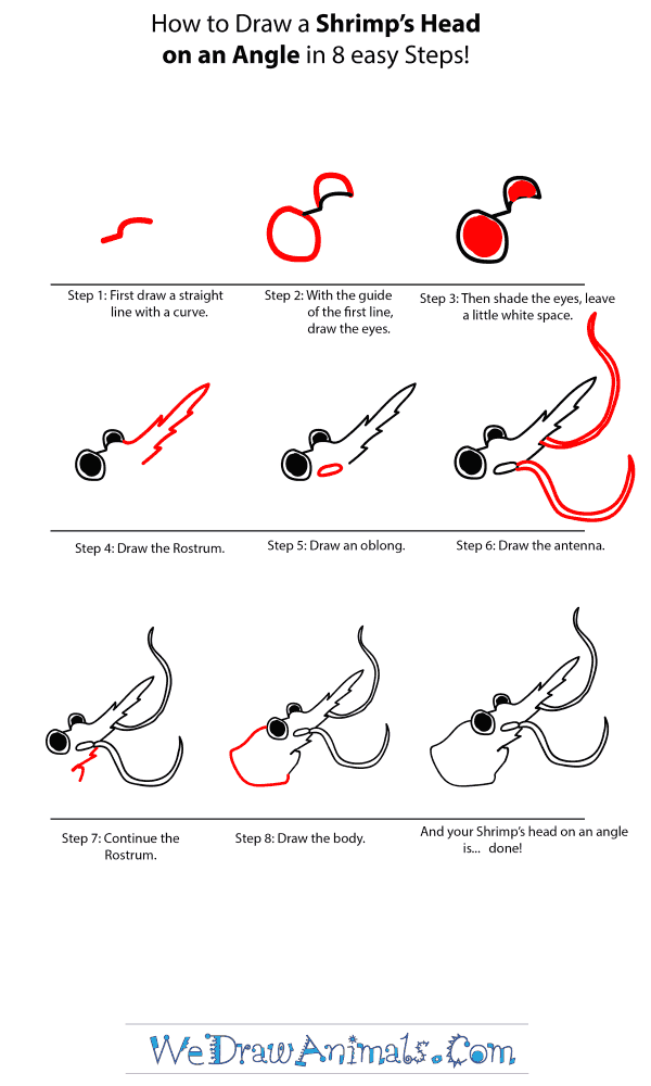 How to Draw a Shrimp Head - Step-by-Step Tutorial