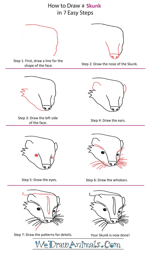 How to Draw a Skunk Head - Step-by-Step Tutorial