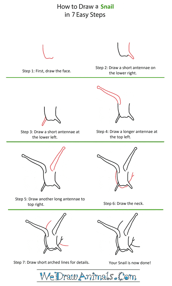 How to Draw a Snail Head - Step-by-Step Tutorial