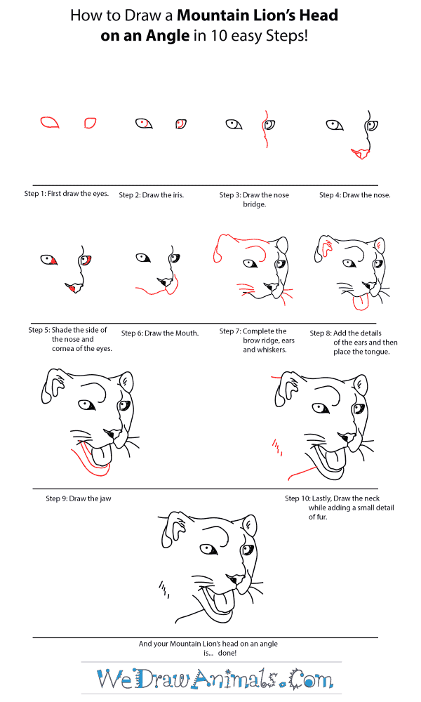How to Draw a Snow Leopard Head - Step-by-Step Tutorial