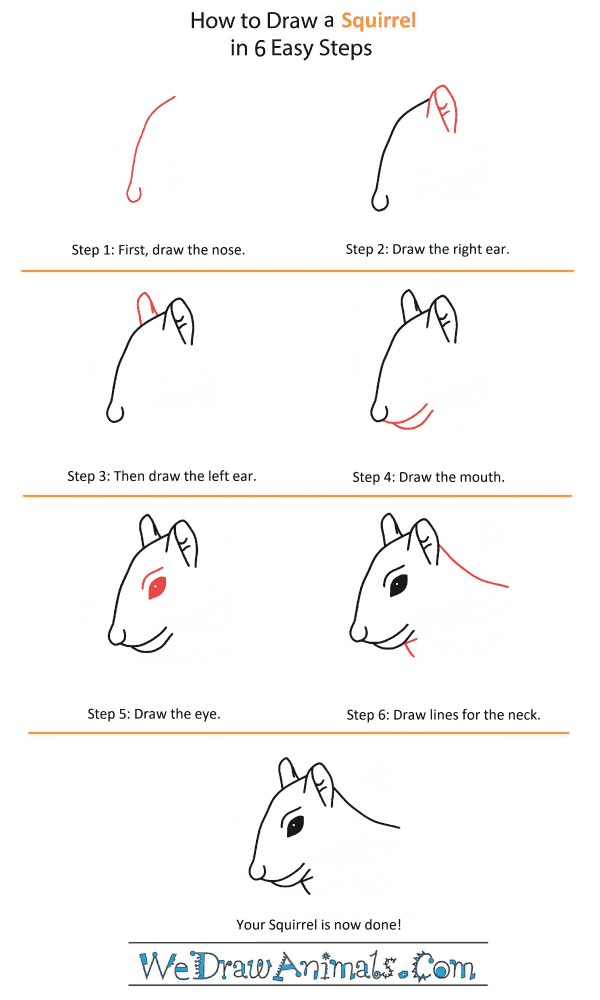 How to Draw a Squirrel Head - Step-by-Step Tutorial