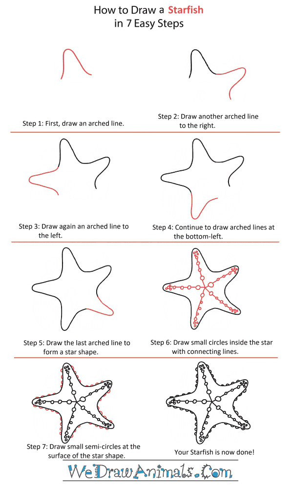 How to Draw a Starfish Head - Step-by-Step Tutorial