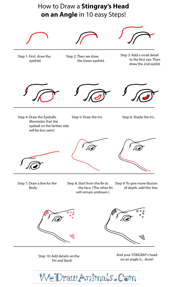 How to Draw a Stingray Head - Step-by-Step Tutorial