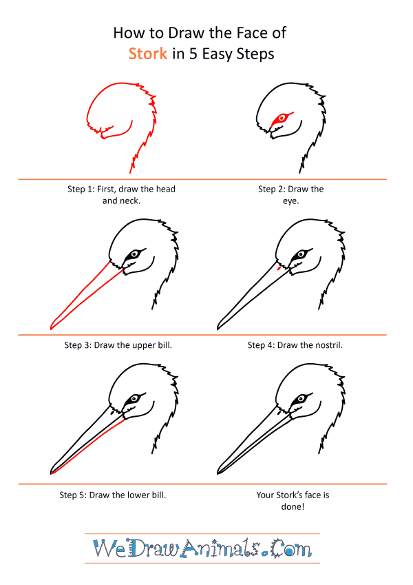 How to Draw a Stork Face - Step-by-Step Tutorial