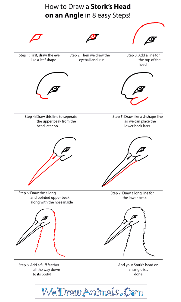 How to Draw a Stork Head - Step-by-Step Tutorial