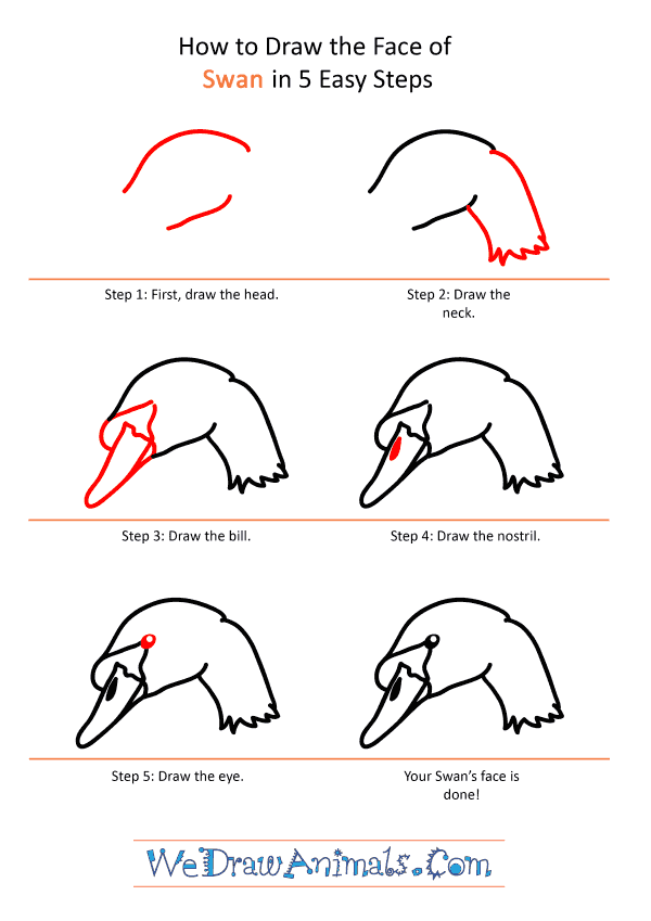 How to Draw a Swan Face - Step-by-Step Tutorial