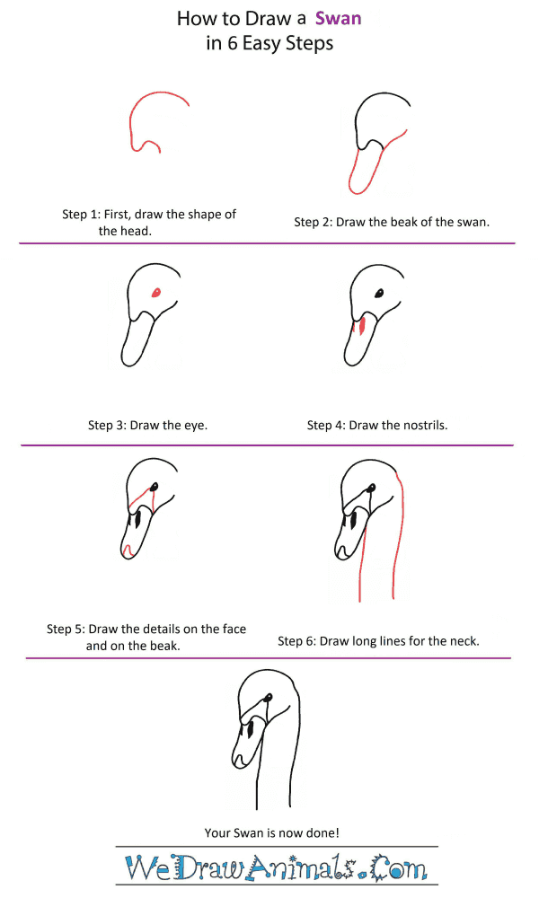 How to Draw a Swan Head - Step-by-Step Tutorial